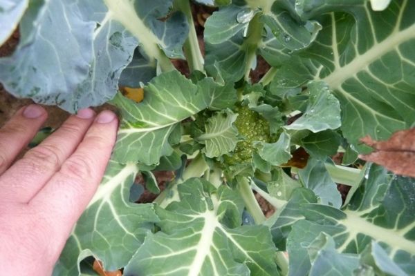 Jesienne problemy ze wzrostem brokuła i kalafiora